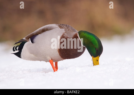 Mallard Duck alimentando in snow Lydney Regno Unito Foto Stock