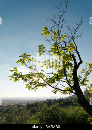 Il sole splende attraverso gli alberi della campagna italiana. Foto Stock