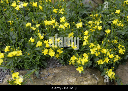 Tree lino o arbustive, Lino Linum aff. arboreum, Linaceae, Creta Foto Stock