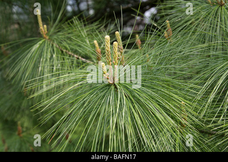 Il Bhutan, pino Pinus wallichiana Pinaceae, centrale e Himalaya orientale e il Nepal Foto Stock