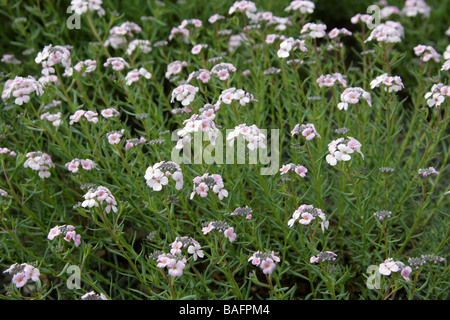 Stonecress, Aethionema pseudarmenum, Brassicaceae, Turchia Foto Stock