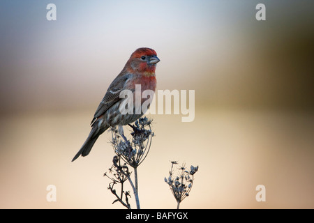 Rosefinch comune su un ramo, Palo Alto Bayland, CALIFORNIA, STATI UNITI D'AMERICA Foto Stock