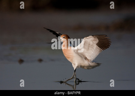 Un Americano avocetta (Recurvirostra americana) è lo sbarco, Palo Alto Bayland, CALIFORNIA, STATI UNITI D'AMERICA Foto Stock