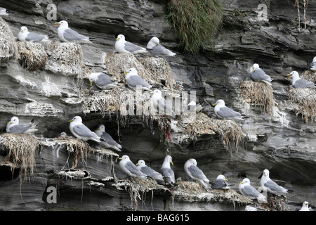 Colonia di black-gambe Kittiwakes Rissa tridactyla nidificazione sulla scogliera sul mare in Northumberland, Regno Unito Foto Stock
