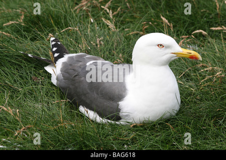 Lesser Black-backed Gull Larus fuscus Sat in erba a sud pila RSPB Riserva, Anglesey, Galles, Regno Unito Foto Stock
