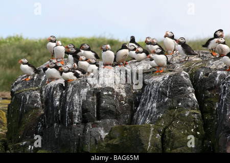 Colonia di Atlantic i puffini Fratercula arctica sulla nidificazione farne Islands, Northumberland, England, Regno Unito Foto Stock