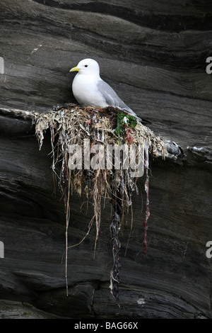 Ritratto di nero per adulti zampe Kittiwakes Rissa tridactyla sulla scogliera sul mare nido in Northumberland, England, Regno Unito Foto Stock