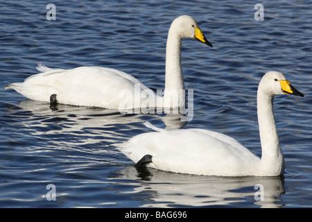 Coppia di cigni Whooper Cygnus cygnus nuoto insieme a Martin mera WWT, LANCASHIRE REGNO UNITO Foto Stock