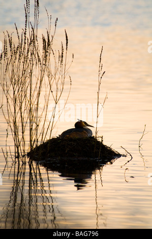 Svasso maggiore sul nido Foto Stock