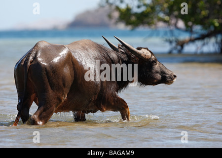 Domestico di acqua asiatici Buffalo, Bufala (Bubalus bubalis, Bubalus arnee) passeggiate in acqua Foto Stock