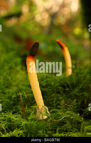 Due cane Stinkhorn funghi Mutinus caninus crescente nel bosco di muschio Limousin Francia Foto Stock