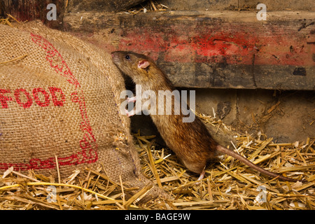 Marrone alimentazione di ratto sul grano nel granaio Foto Stock