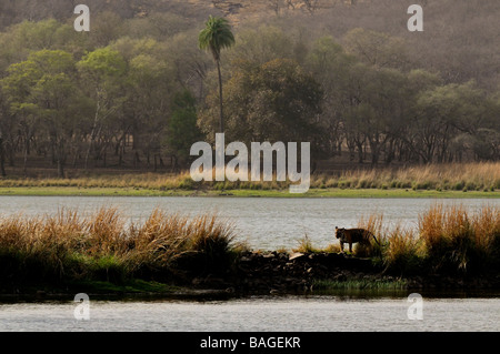 Tigre maschio attraversando un lago in Ranthanbhore riserva della tigre Foto Stock