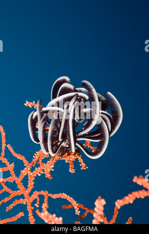 Crinoide sedersi sul mare Fan breve Dropoff Micronesia Palau Foto Stock