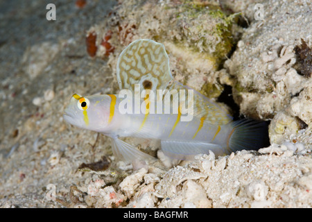 In relazione simbiotica tra Randalls ghiozzo di gamberi e gamberetti pistola Amblyeleotris randalli Alpheus rapicida Turtle Cove Micronesia Palau Foto Stock