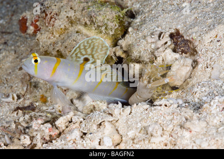 In relazione simbiotica tra Randalls ghiozzo di gamberi e gamberetti pistola Amblyeleotris randalli Alpheus rapicida Turtle Cove Micronesia Palau Foto Stock