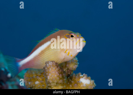 Occhio ad arco Hawkfish Paracirrhites arcatus Turtle Cove Micronesia Palau Foto Stock