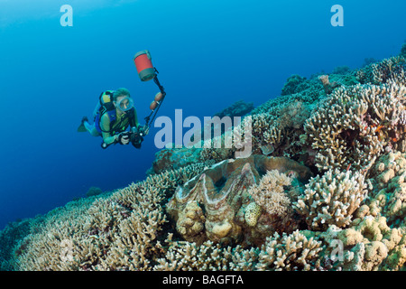 Subacqueo e Vongole Giganti Tridacna Squamosa Micronesia Palau Foto Stock