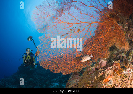 Subacqueo e Mare Fan Annella mollis Micronesia Palau Foto Stock