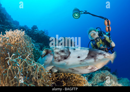 Orologio subacqueo Broadclub Seppie deposizione delle uova Sepia latimanus Micronesia Palau Foto Stock