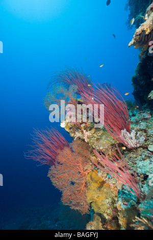 Reef ricchi di specie parete Siaes Micronesia Palau Foto Stock