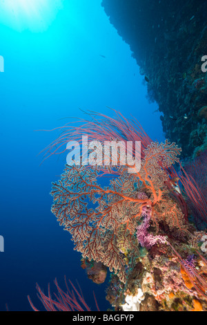 Coral Reef parete Siaes Micronesia Palau Foto Stock