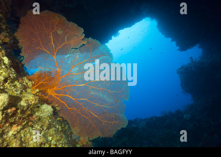 Ventilatore di mare in Siaes tunnel Cave Annella mollis Tunnel Siaes Micronesia Palau Foto Stock