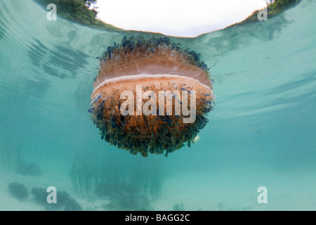 Capovolto meduse in corrispondenza della superficie Cassiopea andromeda Risong Bay Micronesia Palau Foto Stock