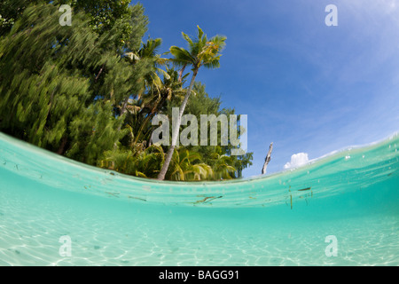 Fiancheggiata da palme Spiaggia e laguna Micronesia Palau Foto Stock