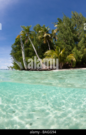 Laguna e fiancheggiata da palme spiaggia Micronesia Palau Foto Stock