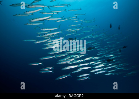 La scolarizzazione Limanda Barracuda Sphyraena flavicauda canale tedesco Micronesia Palau Foto Stock