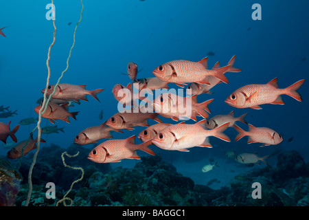 Secca di Soldierfish Myripristis murdjan canale tedesco Micronesia Palau Foto Stock