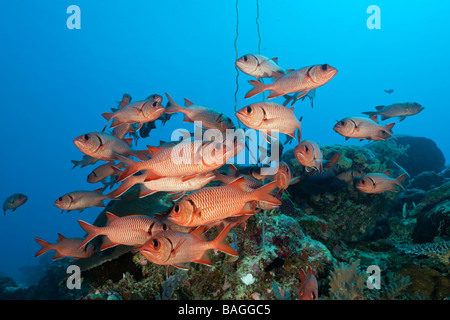 Secca di Soldierfish Myripristis murdjan canale tedesco Micronesia Palau Foto Stock