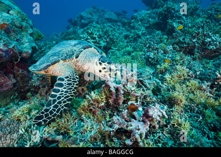 Alimentazione di tartaruga embricata Eretmochelys imbricata bissa il canale tedesco Micronesia Palau Foto Stock
