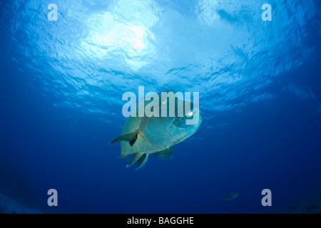 Humpback Wrasse Cheilinus undulatus angolo blu Micronesia Palau Foto Stock