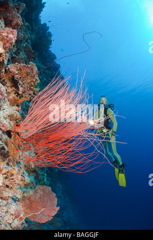 Scuba Diver e barriera corallina con ventilatore di mare Melithaea Peleliu Wall Micronesia Palau Foto Stock