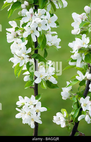 Crab Apple, Malus 'John Downie'. Giardino del Regno Unito. Foto Stock