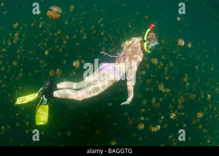 Free diving in Jelly pesce di lago Mastigias papua etpisonii Medusa Lago Micronesia Palau Foto Stock