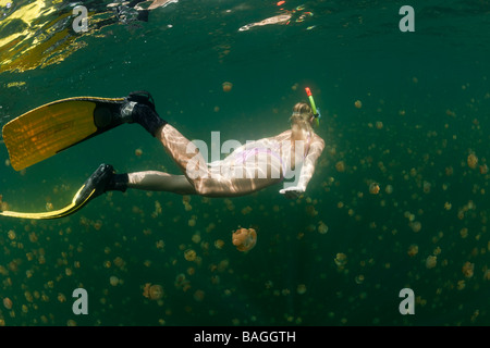 Free diving in Jelly pesce di lago Mastigias papua etpisonii Medusa Lago Micronesia Palau Foto Stock