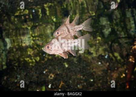 Orbiculated Cardinalfish Sphaeramia orbicularis Medusa Lago Micronesia Palau Foto Stock