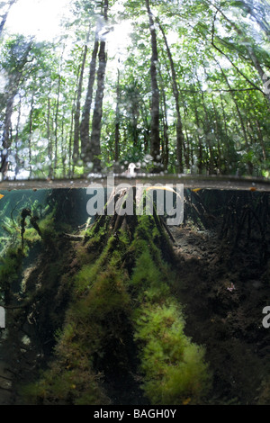 Splitimage di mangrovie Medusa Lago Micronesia Palau Foto Stock