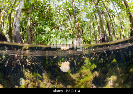 Medusa in Area di mangrovie Mastigias papua etpisonii Medusa Lago Micronesia Palau Foto Stock