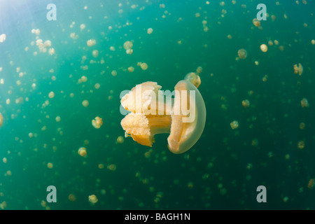 Meduse nel lago marino Mastigias papua etpisonii Medusa Lago Micronesia Palau Foto Stock