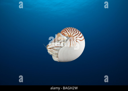 Chambered Nautilus Nautilus belauensis Micronesia Palau Foto Stock