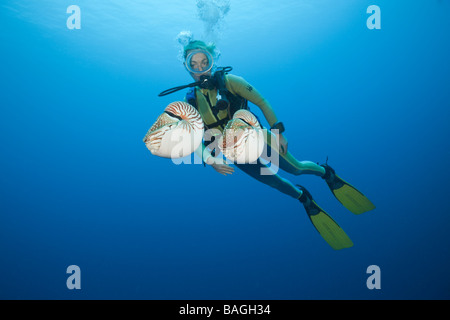 Subacqueo e due Chambered Nautilus Nautilus belauensis Micronesia Palau Foto Stock