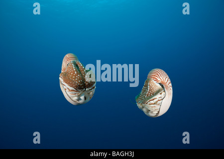 Coppia Chambered Nautilus Nautilus belauensis Micronesia Palau Foto Stock