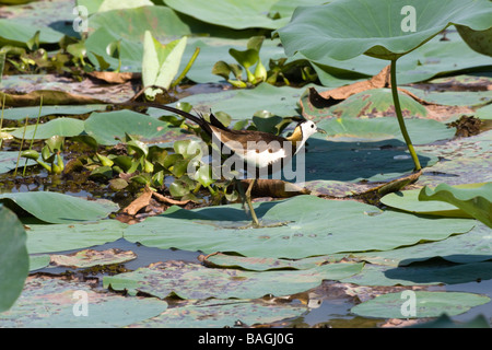 Fagiano Jacana codato - Hydrophasianus chirurgus camminando sulle ninfee in Talangama, Sri Lanka. Foto Stock