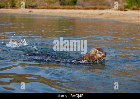 Drago di Komodo (Varanus komodoensis), nuoto Foto Stock