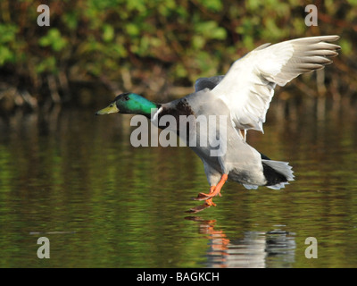 Un maschio di germano reale in arrivo a terra, home a roost. Foto Stock
