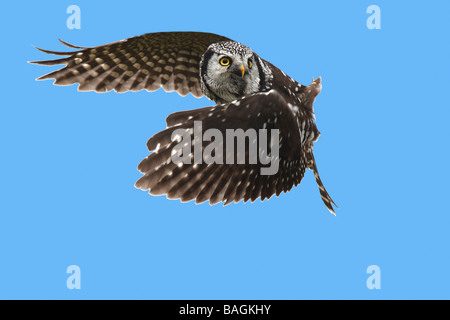 Northern Hawk Owl (surnia ulula) in volo Foto Stock